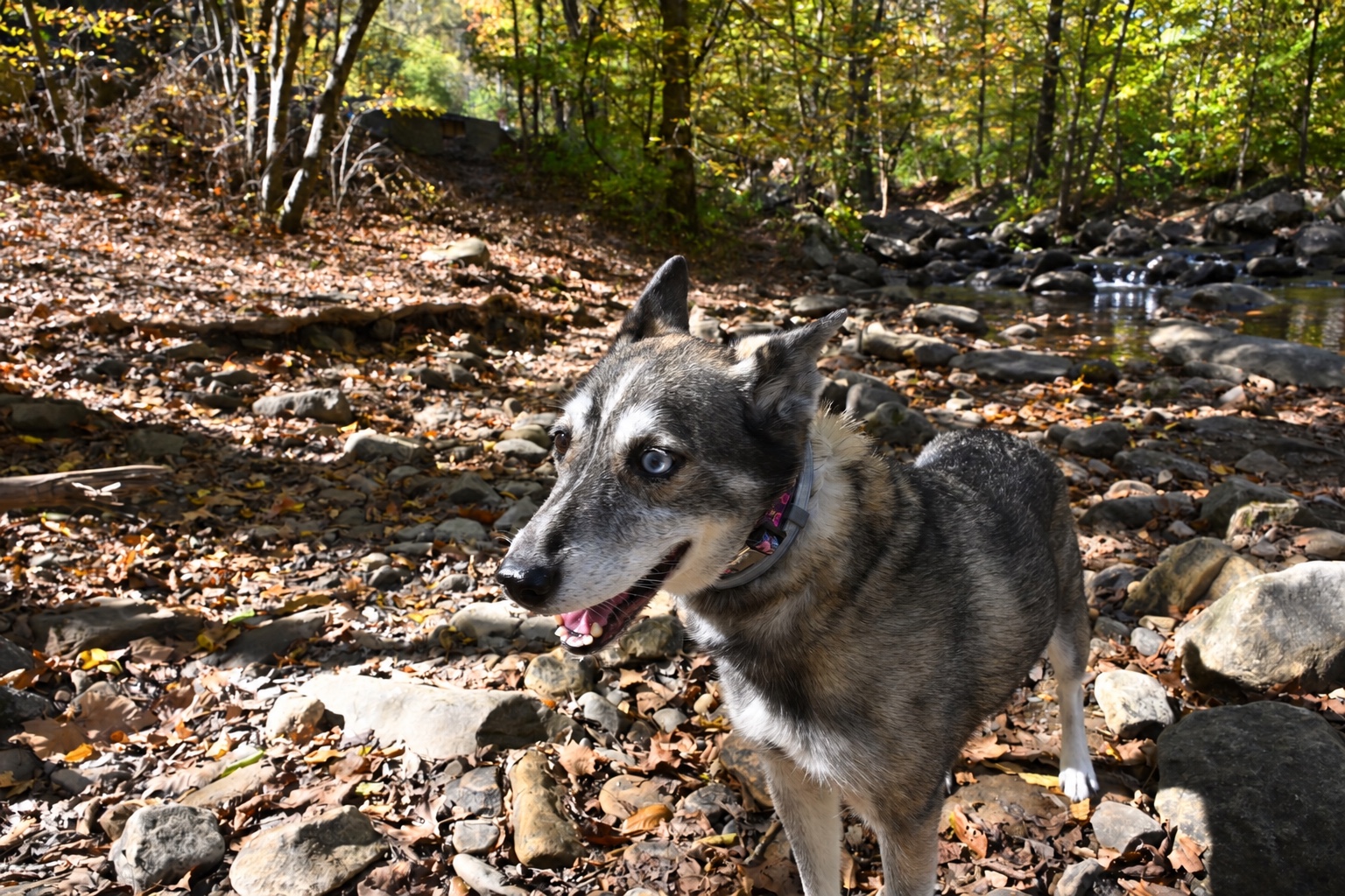 Lou standing guard beside a woodland stream